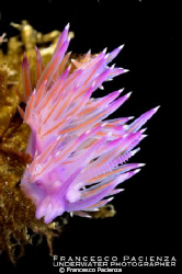 Purple flames.
Flabellina affinis. by Francesco Pacienza 